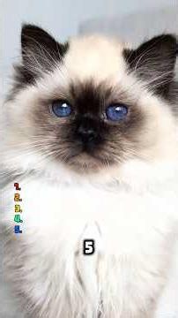 Top 5 Cat Breeds Perfect for Dog Owners #cats #dogs #animalfacts