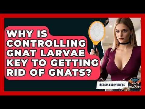 Why Is Controlling Gnat Larvae Key To Getting Rid Of Gnats? - Insects and Invaders