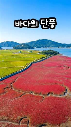 붉게 물든 바다의 기적, 강화 석모도 칠면초 군락지 가을 풍경 koreatravel #석모도 #칠면초 #칠면초군락지 #강화도여행 #korea #국내여행 #여행