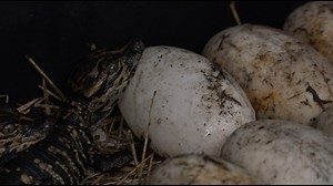 Alligators begin to hatch in UNF climate change experiment