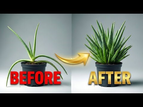 Stop Killing Your Aloe: The "Lazy" Method for Massive Growth
