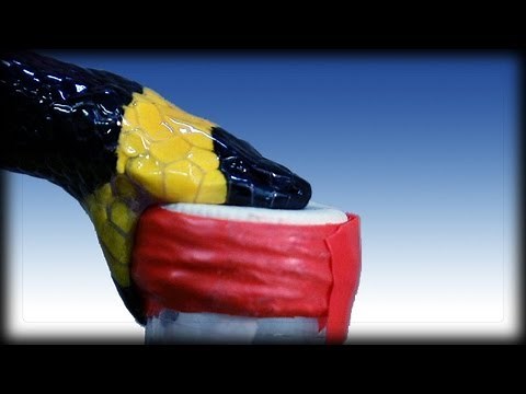 Bad Bites 02 - Coral Snakes