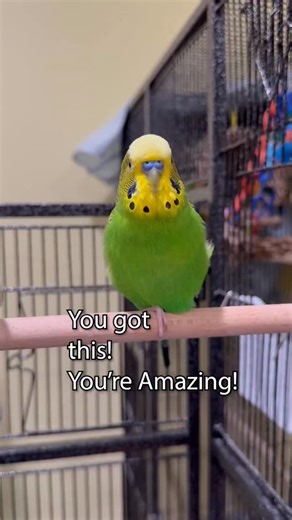 69K views · 3.3K reactions | Hello Chickens! - Boba the Budgie - Talking Parakeet #parakeets #budgiestagram #budgie #budgielove #budgielife #budgiebird #parakeetsofinstagram #parakeetlover #talkingbudgie #budgiesounds #parakeetlove | Boba the Budgie Official | Facebook
