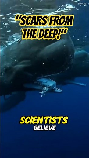 Colossal Squid vs Sperm Whale: Deep Sea Battles! #squid