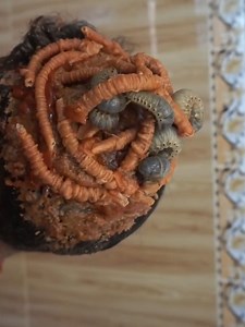 9K views · 69 reactions | Dandruff shampoo and cleaning #DandruffScratching #ItchyDryScalp #HugeFlakes #Dandruff #dandrufftreatment #satisfying #dandruffremoval #fblifestyle Disclaimer: Videos do not show original Dandruff,they are used for education purpose. Thank You,,, | Hit's | Facebook