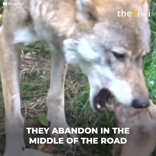 195K views · 623 reactions | Two dogs against eight wolves. Both groups were ready to attack. But only one could win. Many theories sprouted when the video was uploaded. But a zoologist revealed the true story. | Meow Meow | Facebook