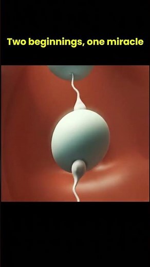 Ovulation and Fertilization of Twins👶👶The Miracle of Twin Conception #short #miracleinmotion #baby