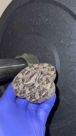 Tarahumara Dwarf Boa #pets #boa #snake