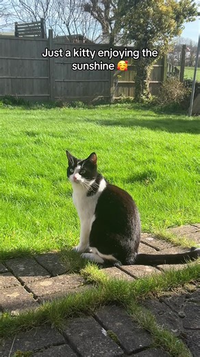 Cats are so pretty in the sun 🥹 #catsoftiktok