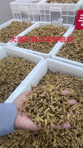 #手掌参 #佛手参 #手参 大量收购手掌参统货，根据品质谈价格，有货的老乡随时欢迎联系！ 三农 农业技术 养殖技术