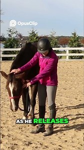 Teach your horse to lower their head #horseridingtips #traininghorses #groundworkforhorses