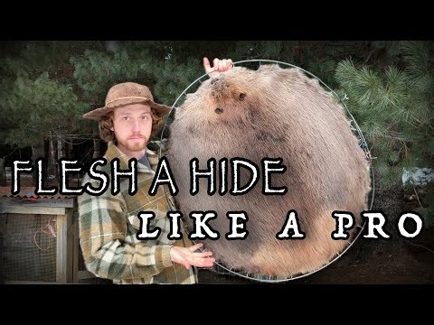 Best beaver hide fleshing method WITH ONLY A KNIFE