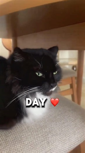 Boots the cat asking for favors #cat #shorts