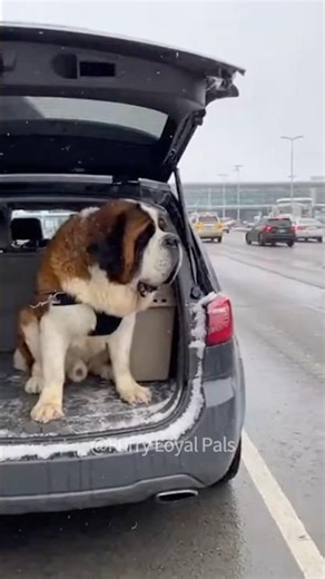 🥰 Beethoven Returns: Massive Dog Tackles Soldier！#dog