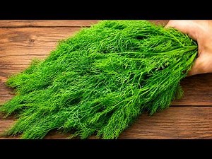 Dill: A 97-Year-Old Grandma’s Secret to Long Life! | Top DIY