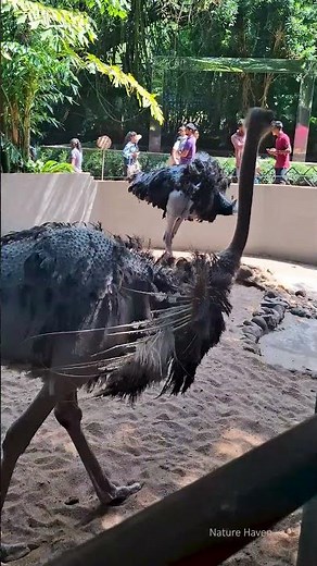 ast & Funny Ostrich Moments 🏃‍♂️