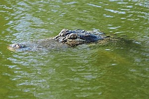 Another alligator on the loose — this time in New Jersey
