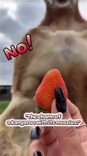 The Kangaroo with its muscles,HappyAnimals #funny #kangaroo