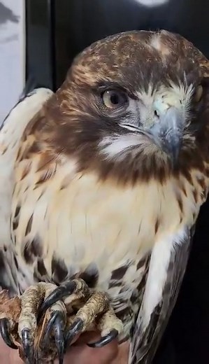 Red tailed hawk brought to CLAWS with secondary rodenticide poisoning. PLEASE think before doing things that harm so much wildlife!!!! | CLAWS, Inc.