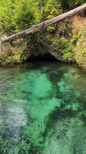 11K views · 403 reactions | Emerald Spring pumping  | Florida Panhandle Springs and Fossils | Facebook