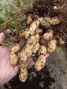 落花生の収穫の時期の目安はいつ？収穫後の食べ方や乾燥・保存方法も | 食生活研究所 -食☆ラボ-