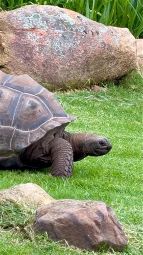 5 Crazy Animal Facts 🤯