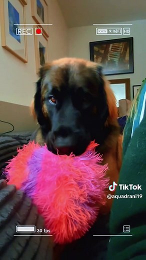 Discover the Leonberger Dog Breed Characteristics