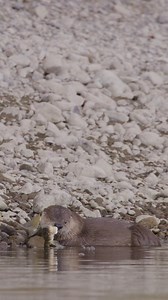 Water: a lifeforce for all Grand Teton species, like our friend the river otter.🦦 Each spring, snow and glacial melt fill roaring streams that rush down from the peaks to replenish the park’s lakes and rivers below. These waters sustain wildlife, flora, and fauna alike, shaping the landscapes they move through and providing recreation opportunities that connect people to this remarkable place. In addition to tracking glacier movement, Grand Teton National Park Foundation has funded research on 