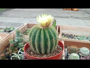 Magnificent parody, a fascinating cactus