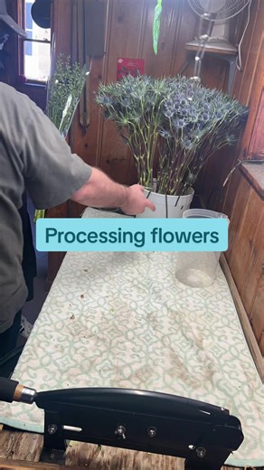 This is called processing flowers. You give them a nice clean cut, put them in freshwater and let them drink for a while before you start designing them. ##flowerfarm##utahflorist##flowerfarmingutah##flowersinutah##weddingvenueutah
