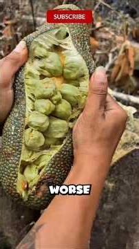 Top 5 Most Smelliest Fruits on Earth That Will Shock Your Nose! #exotic #fruits #rarefruits