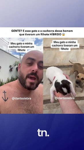 Filhote Híbrido de Cachorro e Gato: Curiosidades e Milagres