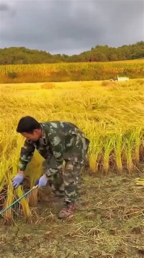 Traditional Rice Harvesting by Hand! #shorts