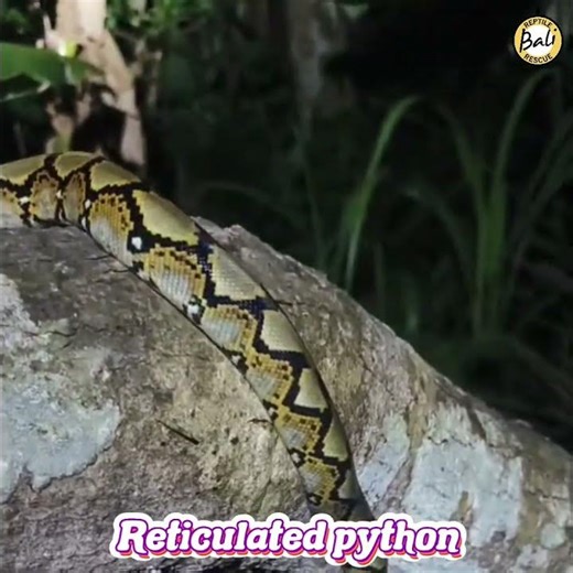 Reticulated python - Malayopython reticulatus - Ular sanca kembang - Released by Bagus Dwika