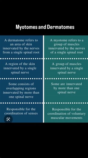 Yashvii on Instagram: "Dermatomes are skin areas receiving sensation from one spinal nerve, while myotomes are muscle groups controlled by one spinal nerve; they map sensory (dermatome) and motor (myotome) functions to specific spinal cord levels, helping doctors pinpoint nerve damage like in spinal cord injuries by testing touch/pain in dermatomes and muscle movement/strength in myotomes. #physioflex #physiolife #physiotherapy #knowledge #medicalaesthetics"