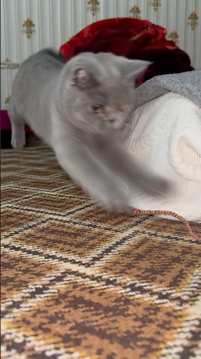 She Attacked the String Like a Tiger 😳🐱 So Fast!