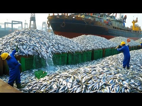 How fishermen fish in the vast ocean, catching and processing thousands of fish each year with boats