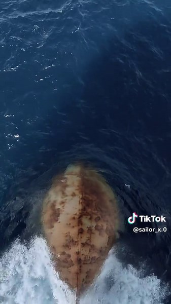 Exploring Life in the Merchant Navy