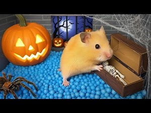 🎃 DIY Hamster Escapes the Halloween Prison [OBSTACLE COURSE]