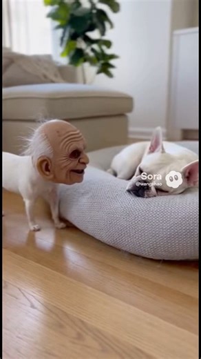 😱🤣💩Scary Mask Prank Goes TOO FAR on Sleeping French Bulldog