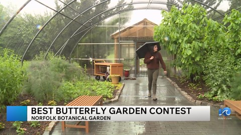 Norfolk Botanical Garden nominated for #1 best butterfly garden