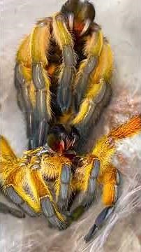 What is molting? Is my pet ok!!! 😰🫢😱