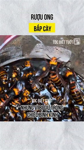 Wasp wine