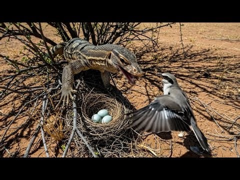 Monitor Lizard Attacks Bird Nest | Brutal Wildlife Survival Scene | Real Nature Footage