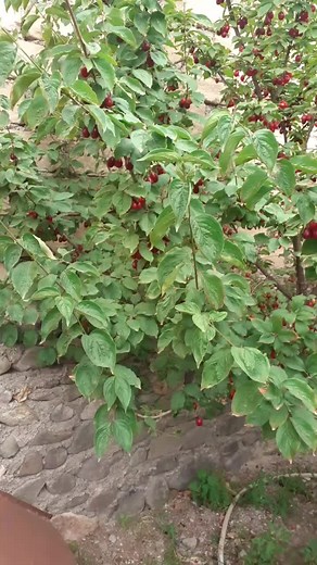 Cherry Tree in Bloom: A Garden Delight