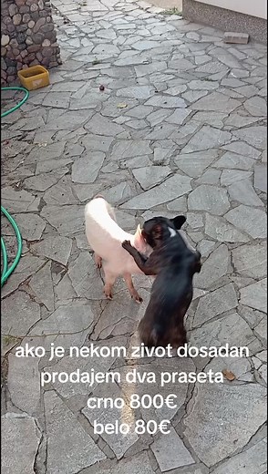 Playful Interactions Between Dog and Piglet