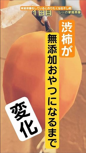 無添加おやつ「干し柿」の変化★3日目から揉み始めた干し柿はどんな風に変わっていく？《しーの家庭菜園＊干し柿作り2025》