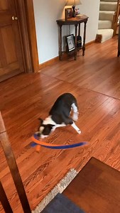 Dancing Queen Bessie #bessietheboston | Bessie the Boston