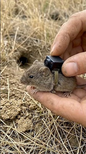 Inside the Tiny World – Ultra Realistic Micro Camera Nature Experience #shorts #tranding
