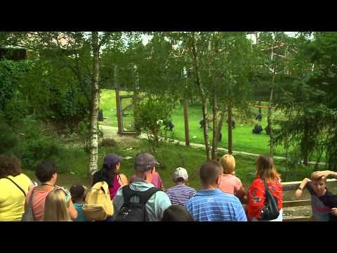 Monkey World - Ape Rescue Centre